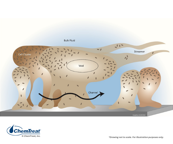 Структура биоплёнки на металлической поверхности: полисахаридный матрикс, аэробные и анаэробные зоны